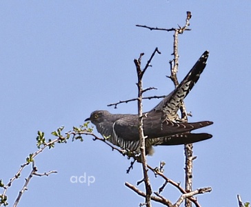 Cuckoo, Cuculus canorus, Alan Prowse